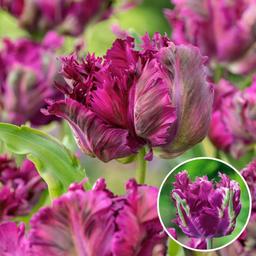 Bulbes de tulipe 'Parrot Negrita' - lot de 15