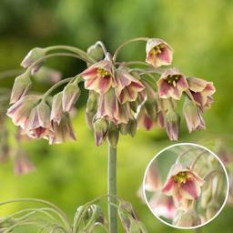 Bulbes d'Allium 'Nectaroscordum' - lot de 30