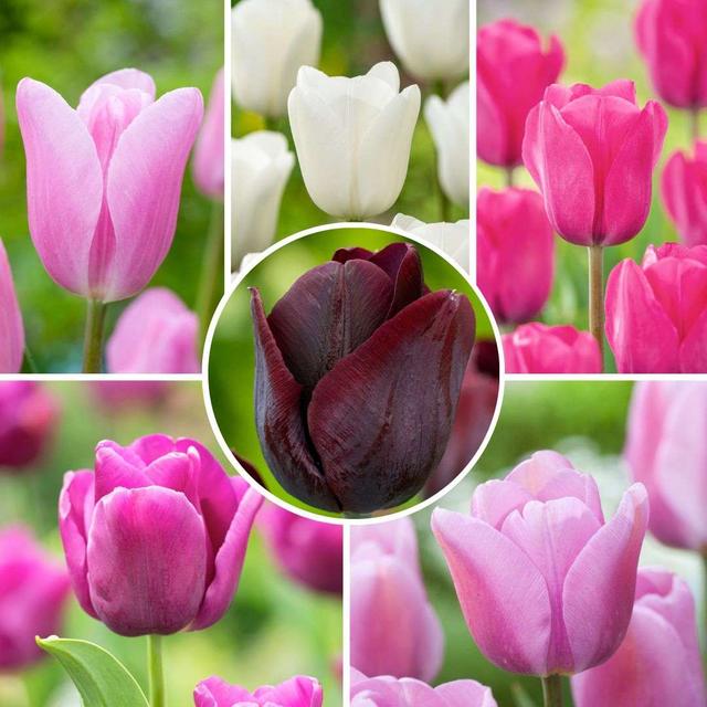 Bulbes de tulipe 'Pastel Mix' - mélange de 40