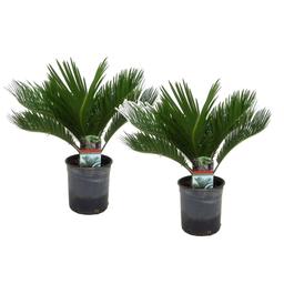 Cycas Revoluta 'King Sago Palm' - lot de 2