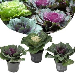 Brassica - lot de 3