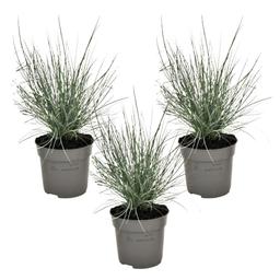 Festuca 'Elijah Blue' grass - lot de 3