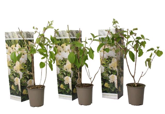 Hydrangea Paniculata 'Phantom' - lot de 3