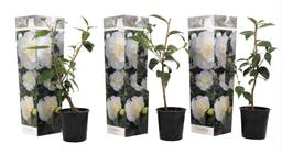 Camellia 'Japanese rose' blanc - lot de 3