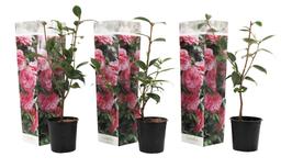 Camellia 'Japanese rose' rose - lot de 3