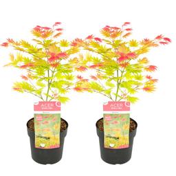 Érable japonais 'Acer Moonrise' - lot de 2