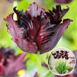 Bulbes de tulipe 'Black Parrot' - lot de 14