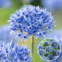 Bulbes d'allium 'Caeruleum' - lot de 40