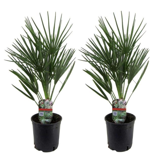 Palmier nain européen 'Chamaerops Humilis' - lot de 2