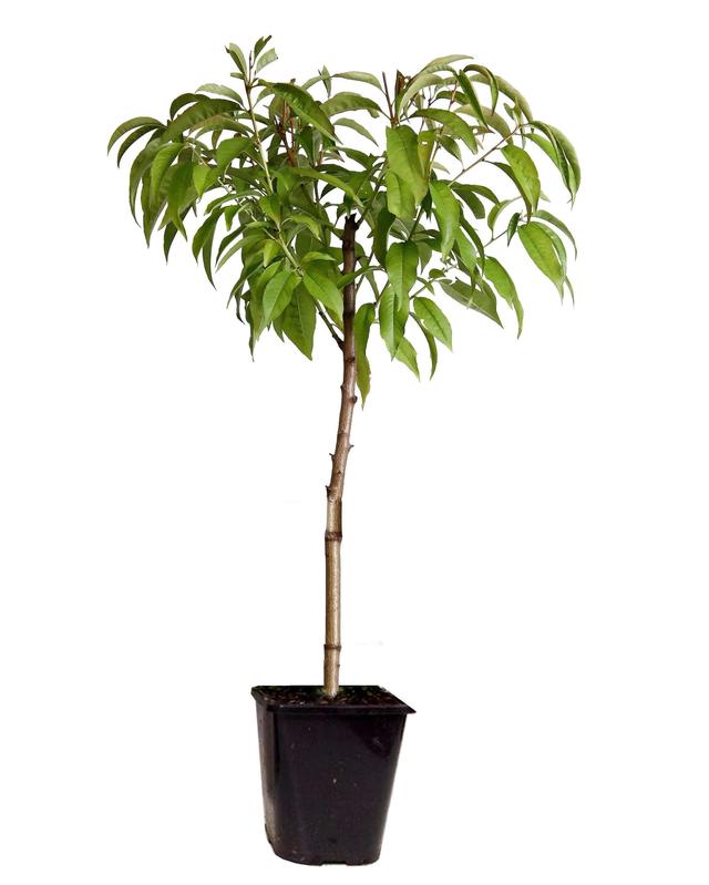 Peachtree sauvage 'Prunus Persica Saturne'