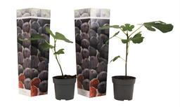 Ficus Carica 'Figuier' - lot de 2