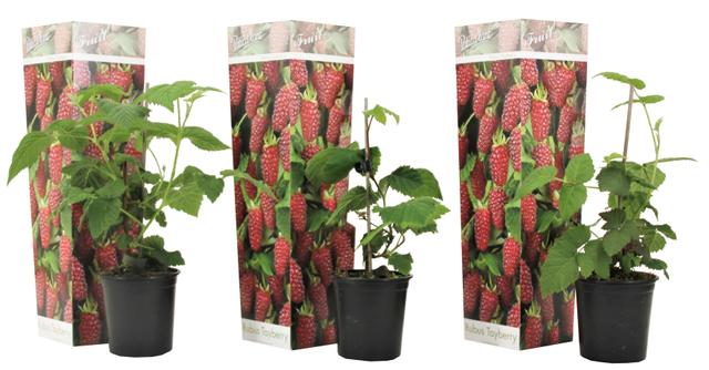 Rubus Tayberry - lot de 3