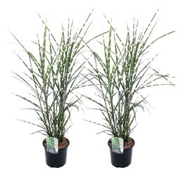 Miscanthus 'Zebrinus' herbe ornementale - lot de 2