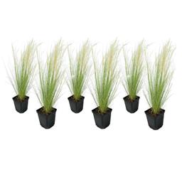 Stipa 'queue de cheval' - lot de 6