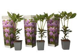 Rhododendron 'Catawbiense' purple - lot de 3