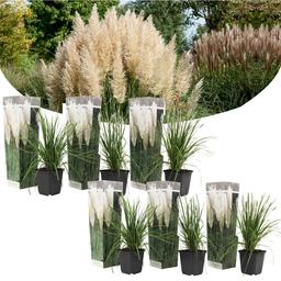 Herbe de la pampa 'Cortaderia' blanche - lot de 6