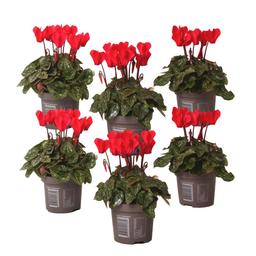 Cyclamen rouge - set de 6