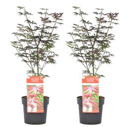 Érable japonais 'Acer Starfish' - lot de 2