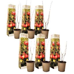 Punica Granatum 'granaatappel' - lot de 6