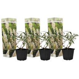 Buddleja Butterfly Bushes White - lot de 3