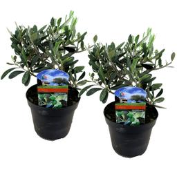 Olea Europaea Olivier sur tige - lot de 2