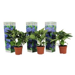 Hydrangea Macrophylla bleu - lot de 3