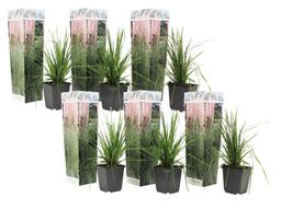 Herbe de la pampa 'Cortaderia' rose - lot de 6