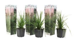 Herbe de la pampa 'Cortaderia' rose - lot de 3