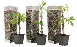 Parthenociccus 'Boston Ivy' - lot de 3