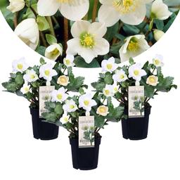 Helleborus 'Christmas rose' - lot de 3