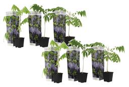 Blue Japanese Wisteria - lot de 6