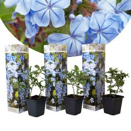 Plumbago 'Men's Loyalty' - lot de 3