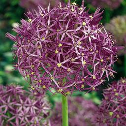 Bulbes d'allium 'Christophii' - lot de 30