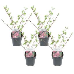 Deutzia 'Strawberry Fields' - lot de 4