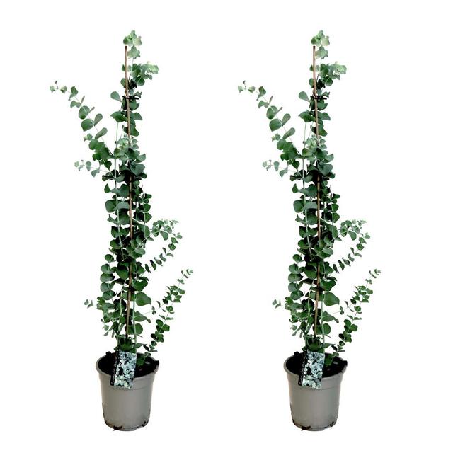 Eucalyptus Silver Dollar sur bâton XL - lot de 2