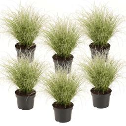 Carex 'Amazon Mist' herbe ornementale - lot de 6