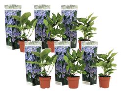 Hydrangea Teller bleu - lot de 6