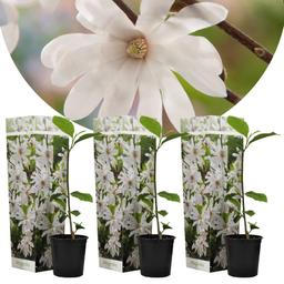 Magnolia blanc (Stellata) - lot de 3