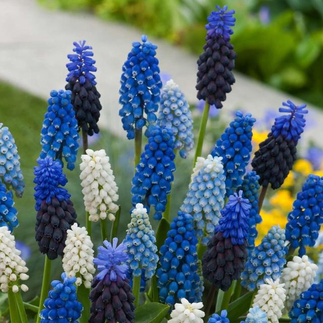 Muscari 'Magic Mix' - mélange de 50