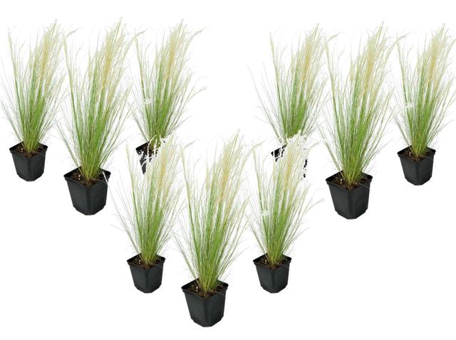 Stipa 'ponytail' grass - lot de 9