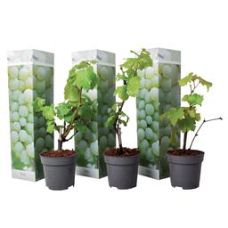 Grape plants White - lot de 3