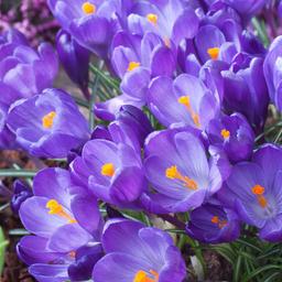 Crocus Ruby Giant - lot de 100