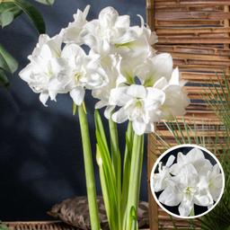 Bulbe d'amaryllis 'blanc' - lot de 2