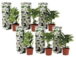 Hydrangea Teller blanc - lot de 6