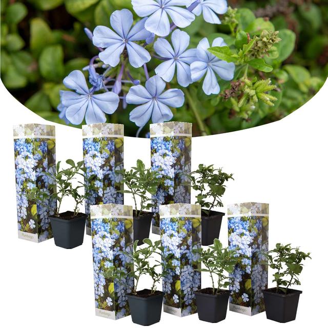 Plumbago 'Men's Loyalty' - lot de 6