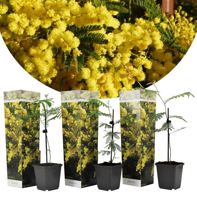 Acacia Mimosa arbuste - lot de 3