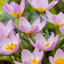 Bulbes de tulipe bakeri 'Lilac Wonder' - lot de 100