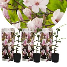 Magnolia rose clair (Soulangeana) - lot de 3