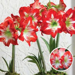 Bulbe d'amaryllis 'rouge-blanc' - lot de 2