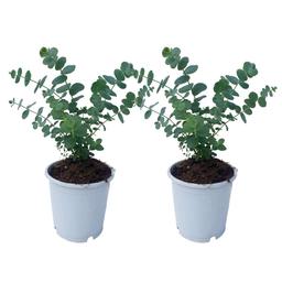 Eucalyptus Baby Blue 'S' - lot de 2